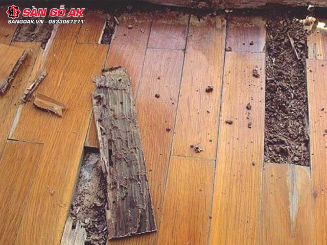 Sàn gỗ công nghiệp kém chất lượng bị mối mọt sau một thời gian sử dụng